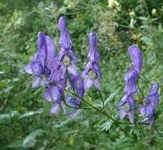 Heirloom Aconitum Flower seeds for Planting Hardy Variety Heirloom & GMO Free Seeds for Home Garden
Sale for planting in home garden