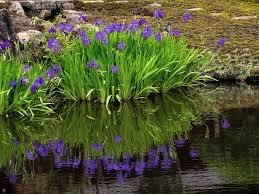 Crocosmia Flower seeds for Planting Seasonal Bloomer Heirloom & GMO Free Seeds for Home Garden
Sale for planting in home garden