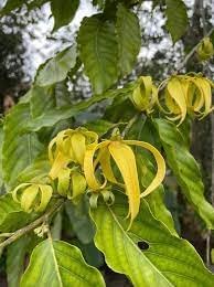 Ylang Flower seeds for Planting - Premium Quality, Heirloom & GMO Free Seeds for Home Garden
Sale seeds for planting in home garden