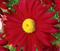 Chrysanthemum Robinson Flower seeds for Planting Easy to Grow Heirloom & GMO Free Seeds for Home Garden
Sale for planting in home garden