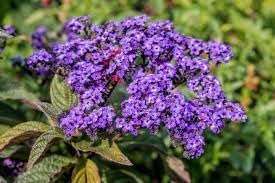 Heliotrope Flower seeds for Planting - Wildflower Mix, Heirloom & GMO Free Seeds for Home Garden
Sale seeds for planting in home garden
