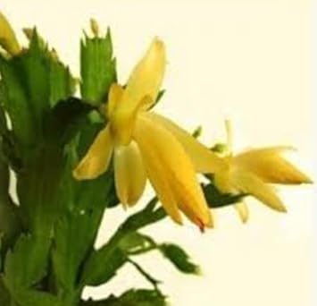 Yellow Zygocactus Truncatus Flower seeds for Planting Pollinator Friendly Heirloom & GMO Free Seeds for Home Garden
Sale seeds for home garden planting