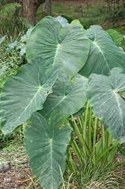 伝統種 コロカシア 花の種 植え付け用 明るい色彩 | 今すぐ購入 – Pure