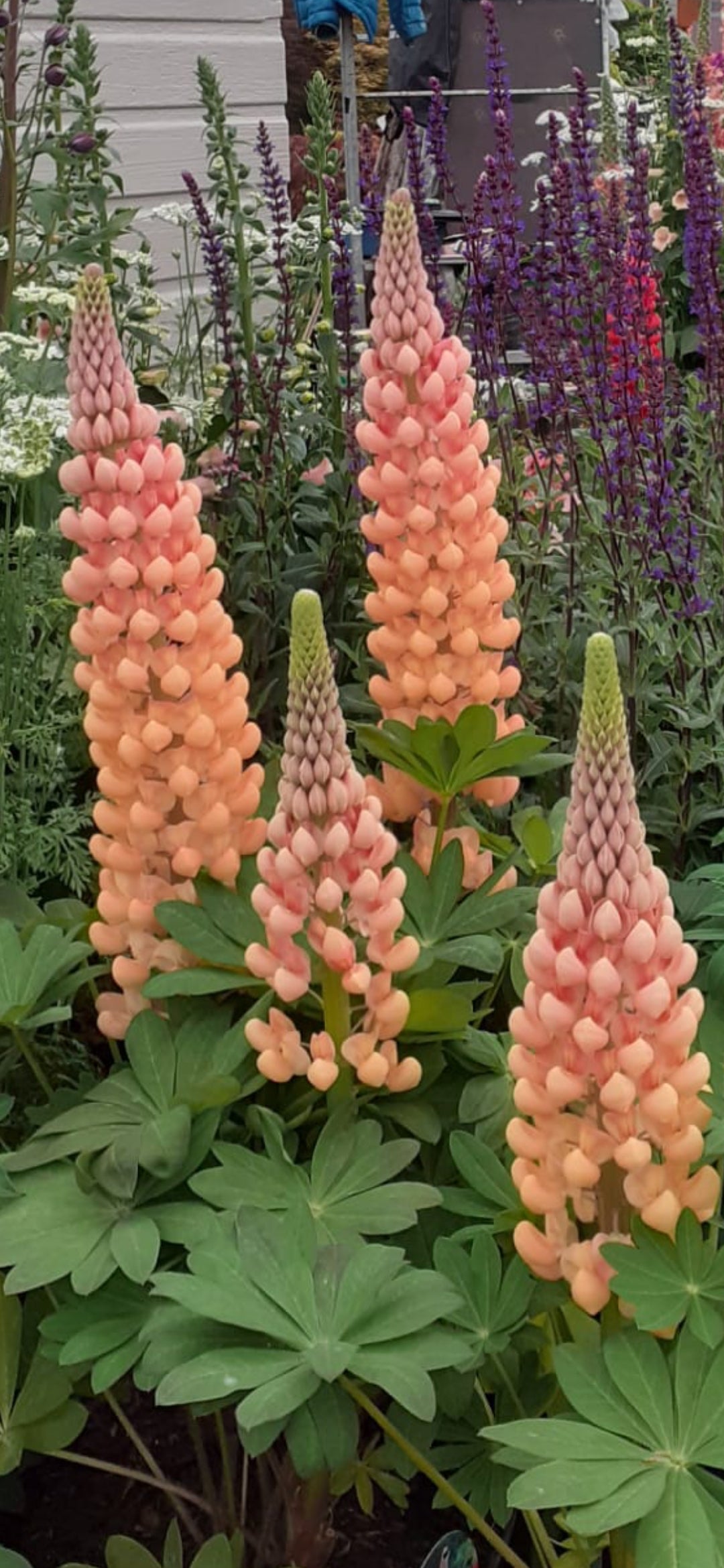 Lupine Wildflower Seeds orange yellow