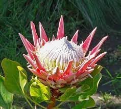 protea plant seeds Protea Flower seeds for Planting - Sun Loving, Hei