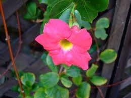 Dipladenia Flower seeds for Planting - Pollinator Friendly, Heirloom & GMO Free Seeds for Home Garden
Sale for planting in home garden