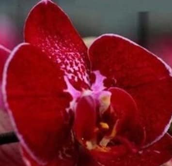 Red Butterfly Orchid Flower seeds for Planting - Bright Blooms, Heirloom & GMO Free Seeds for Home Garden
Sale for planting in home garden.