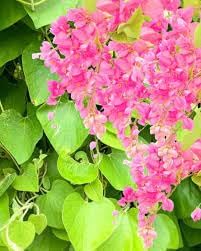 Antigonon Flower seeds for Planting - Colorful Display, Heirloom & GMO Free Seeds for Home Garden
Sale for planting in home garden.
