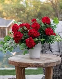 Dark Red Pelargonium Flower seeds for Planting - Garden Favorite, Heirloom & GMO Free Seeds for Home Garden
Sale for planting in home garden.