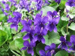 Viola Charlotte Flower seeds for Planting Seasonal Bloomer Heirloom & GMO Free Seeds for Home Garden
Sale for planting in home garden