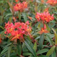 Euphorbia Griffithii Flower seeds for Planting - Seasonal Bloomer, Heirloom & GMO Free Seeds for Home Garden
Sale for planting in home garden