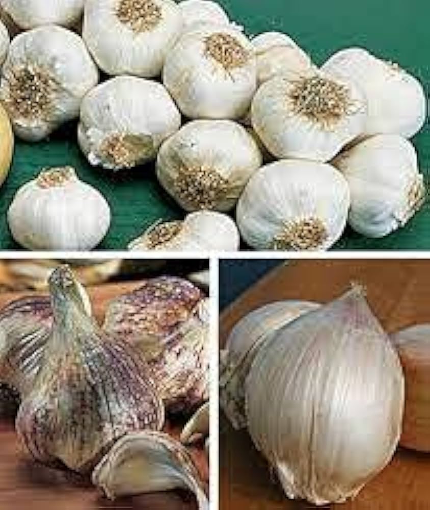 Mixed Colour Garlic Vegetable Seeds