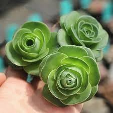 Heirloom Succulent Rose Flower seeds for Planting Cottage Garden Essential Heirloom & GMO Free Seeds for Home Garden
Sale for planting in home garden