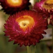 Red-Yellow StrawFlower seeds for Planting - Bright Blooms, Heirloom & GMO Free Seeds for Home Garden
Sale for planting in home garden.
