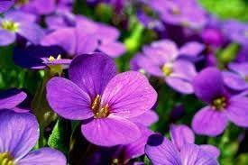 Viola Flower seeds for Planting Hardy Variety Heirloom & GMO Free Seeds for Home Garden
Sale for planting in home garden