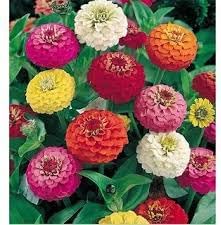 Zinnia Oklahoma Double Bloom Flower seeds for Planting Drought Tolerant Heirloom & GMO Free Seeds for Home Garden
Sale for planting in home garden