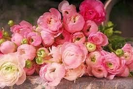 Ranunculus Persian Buttercup Flower seeds for Planting - Sun Loving, Heirloom & GMO Free Seeds for Home Garden
Sale for planting in home garden.