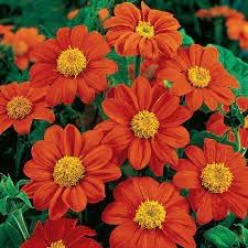 Tithonia Flower seeds for Planting Low Maintenance Heirloom & GMO Free Seeds for Home Garden
Sale for planting in home garden
