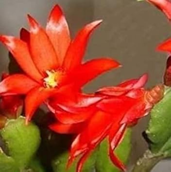 Red Zygocactus Truncatus Flower seeds for Planting - Cottage Garden Essential, Heirloom & GMO Free Seeds for Home Garden
Sale for planting in home garden