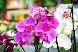 Phalaenopsis Flower seeds for Planting Sun Loving Heirloom & GMO Free Seeds for Home Garden
Sale for planting in home garden