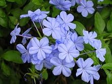 Heirloom Plumbago Flower seeds for Planting Cut Flower Favorite Heirloom & GMO Free Seeds for Home Garden
Sale for planting in home garden