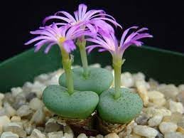 Conophytum Flower seeds for Planting - Premium Quality, Heirloom & GMO Free Seeds for Home Garden
Sale for planting in home garden.