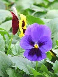Mexican Pansy Flower seeds for Planting Bright Blooms Heirloom & GMO Free Seeds for Home Garden
Sale for planting in home garden