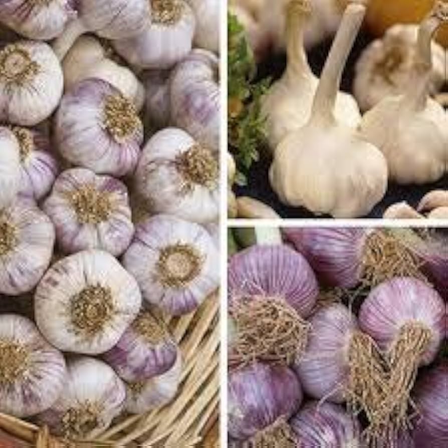 Mixed Colour Garlic Vegetable Seeds