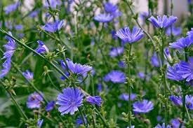 Cichorium Intybus Flower seeds for Planting Compact Growth Heirloom & GMO Free Seeds for Home Garden
Sale for planting in home garden