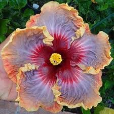 Giant Hibiscus Flower seeds for Planting Seasonal Bloomer Heirloom & GMO Free Seeds for Home Garden
Sale for planting in home garden