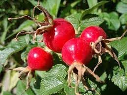 Rosehip Flower seeds for Planting Wildflower Mix Heirloom & GMO Free Seeds for Home Garden
Sale for planting in home garden