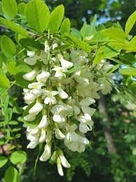Robinia Flower seeds for Planting - Bright Blooms, Heirloom & GMO Free Seeds for Home Garden
Sale seeds for planting in home garden