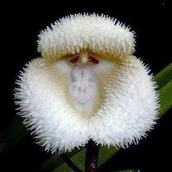 White Monkey Face Orchid Flower seeds for Planting - Fragrant Blossoms, Heirloom & GMO Free Seeds for Home Garden
Sale for planting in home garden.