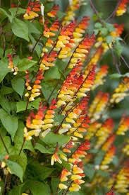 Mina Lobata Flower seeds for Planting Bright Blooms Heirloom & GMO Free Seeds for Home Garden
Sale for planting in home garden