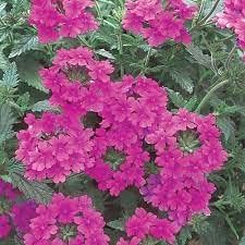 Verbena Flower seeds for Planting - Perfect for Borders, Heirloom & GMO Free Seeds for Home Garden
Sale for planting in home garden.