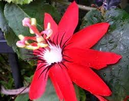 Passione Flower seeds for Planting Shade Tolerant Heirloom & GMO Free Seeds for Home Garden
Sale for planting in home garden