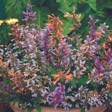 Agastache Flower seeds for Planting Compact Growth Heirloom & GMO Free Seeds for Home Garden
Sale for planting in home garden