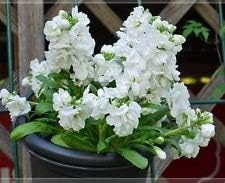 White Matthiola Incana Flower seeds for Planting - Pollinator Friendly, Heirloom & GMO Free Seeds for Home Garden
Sale for planting in home garden.