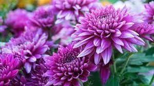 Violet Chrysanthemum Flower seeds for Planting - Seasonal Bloomer, Heirloom & GMO Free Seeds for Home Garden
Sale for planting in home garden