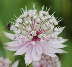 Heirloom Astrantia Flower seeds for Planting Cottage Garden Essential Heirloom & GMO Free Seeds for Home Garden
Sale for planting in home garden