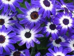 senetti plant seeds Heirloom Senetti Pericallis Flower seeds for Planting S