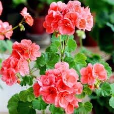 Pale Pink Pelargonium Hortorum Flower seeds for Planting - Drought Tolerant, Heirloom & GMO Free Seeds for Home Garden
Sale seeds for planting in home garden