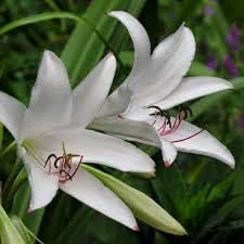 White Crinum Flower seeds for Planting - Easy to Grow, Heirloom & GMO Free Seeds for Home Garden
Sale for planting in home garden.