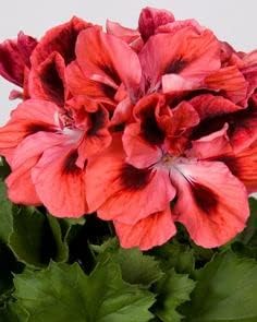 Red & Orange Geranium Flower seeds for Planting - Shade Tolerant, Heirloom & GMO Free Seeds for Home Garden
Sale seeds for planting in home garden