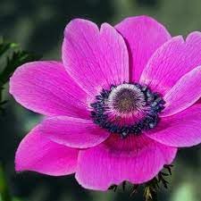 Anemone Flower seeds for Planting - Vibrant Colors, Heirloom & GMO Free Seeds for Home Garden
Sale for planting in home garden.