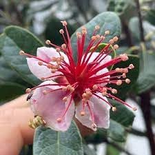 Feijoa Sellowiana Flower seeds for Planting - Easy to Grow, Heirloom & GMO Free Seeds for Home Garden
Sale for planting in home garden.