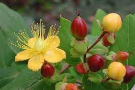 Heirloom Hypericum Flower seeds for Planting Hardy Variety Heirloom & GMO Free Seeds for Home Garden
Sale for planting in home garden