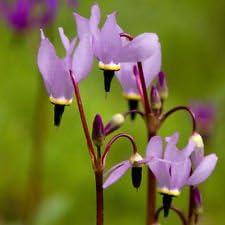 Purple Dodecatheon Flower seeds for Planting - Cut Flower Favorite, Heirloom & GMO Free Seeds for Home Garden
Sale seeds for planting in home garden