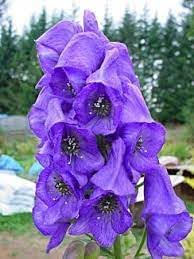 Eisenhut Flower seeds for Planting - Low Maintenance, Heirloom & GMO Free Seeds for Home Garden
Sale for planting in home garden.