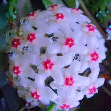 Hoya (Hoya Flower) seeds for planting in home garden